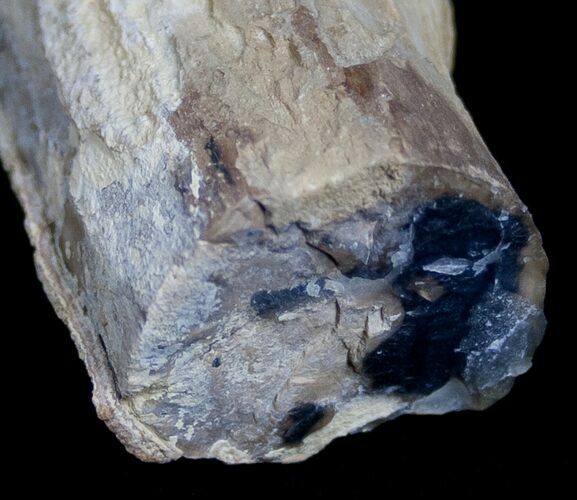 Unpolished Petrified Wood Limb - Blue Forest #6216